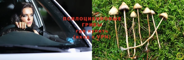 сатива Магадан